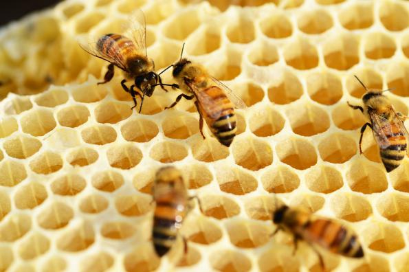 بهترین مناطق برای پرورش زنبور و تولید عسل