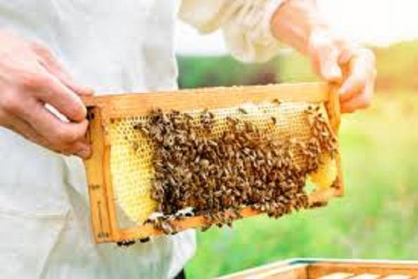 معرفی محصولات طنبور عسل