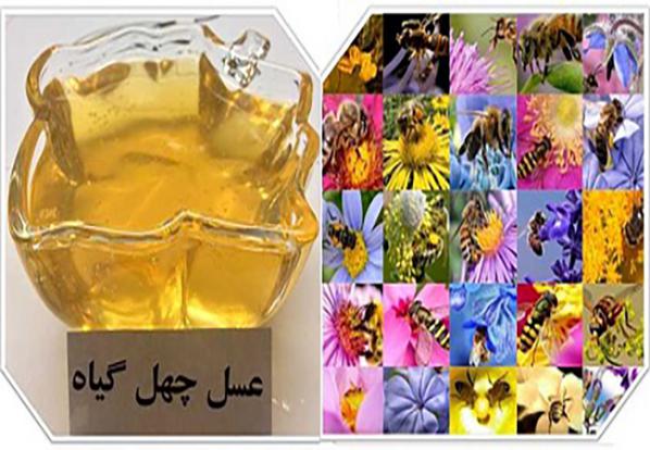 فروش عسل چهل گیاه درمانی 900 گرمی در متنوع ترین بسته بندی ها