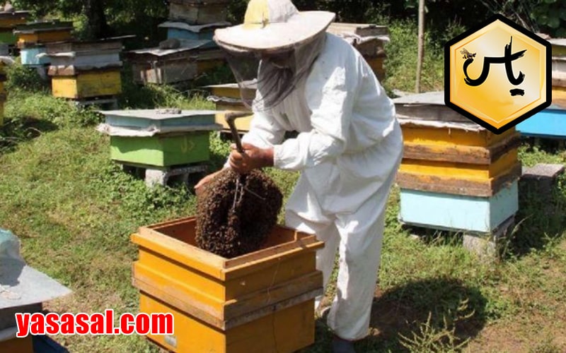 قیمت عسل طبیعی