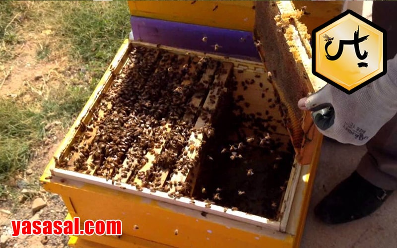 خرید ژل رویال از زنبورداران
